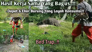 Mikat Burung Wak Wak Yang Sangat Ganas!! Burung Trapnya Sampai Bonyok!! // Bird Trap