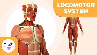 Locomotor system for kids - Bones and Muscles of the Human Body