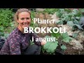 Planter brokkoli midten av august