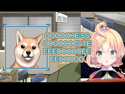 Millie's endearing reaction to Missile the Shiba