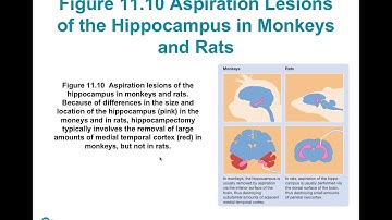 Chapter 11 Learning and Memory Lecture