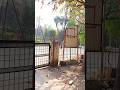 Panchi uddhi #travelblog #nature #travelvideo #travel #travelvlog