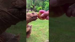 سلحفاة تأكل تفاحة | Turtle Eating Apple Shorts