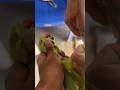 #talkingparot #trending #short #viralvideo