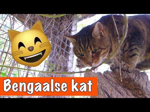 Video: Bengaalse Kat