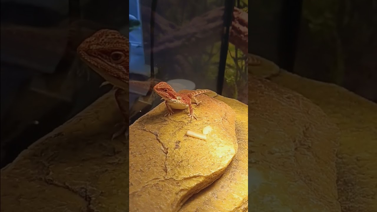 Купили новую агаму 1/4 red monster (красный монстр) СМОТРЕТЬ ДО КОНЦА