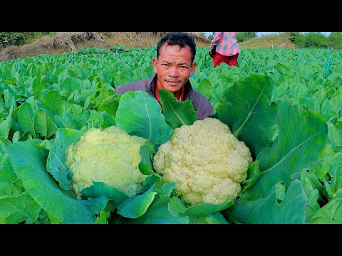 ভিডিও: ফুলকপির সেরা জাত: বর্ণনা, ক্রমবর্ধমান গোপনীয়তা, ফটো