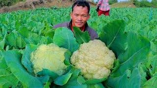 : How To Grow Cauliflower To Fast Harvesting in 45 Days - Awesome Cauliflower Cultivation Technology