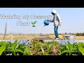 Watering At My Fram Esing Chaiba Vlog Double Croping In Manipur Panan Meitei Watering At My Fram Esing Chaiba Vlog Double Croping In Manipur Panan Meitei
