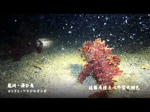 中華電信MOD〔靖天電視台〕極美台灣(海底系列)05 奇形篇