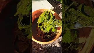 Bio Jauche aus Brennessel und Hanf