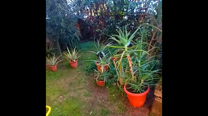 Aloe Vera , Aloe  Arborescens! Giardino di casa ! Grazie !Tank you for vision! Merci ! Gracias ! ❤️