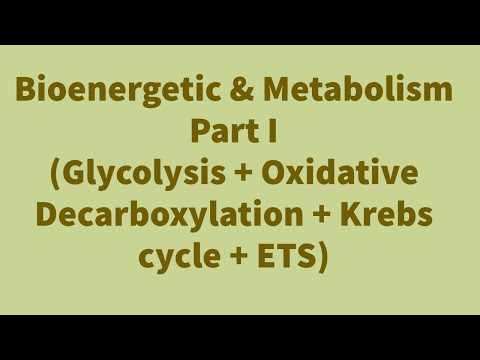 Bioenergetic & Metabolism Part I (Glycolysis + Oxidative Decarboxylation + Krebs cycle + ETS)