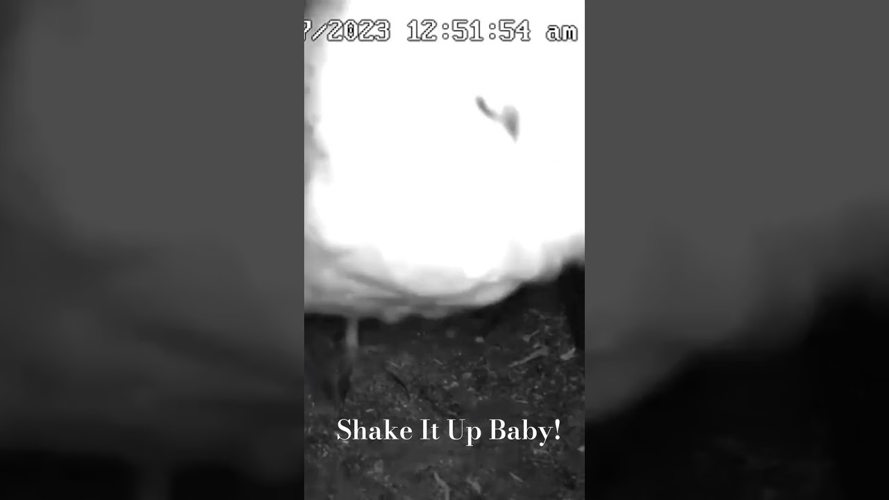 Barn Owl Feeling The Spirit ❤️