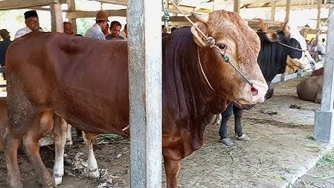 suara sapi, sapi moo, sapi jumbo, sapi lucu, sapi joget, sapi brahman, cow videos, baby cow