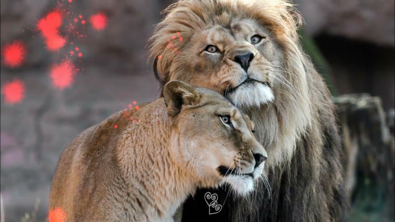 Лев любовь фото Pin on As perfect as lions Lion love, Lion pictures, Animals