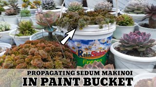 Fast growing Trailing Succulent • Sedum Makinoi Tundra Tornado in bucket | 다육식물 | 多肉植物 | Suculentas