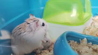 New Pair Hamster - Roborovski