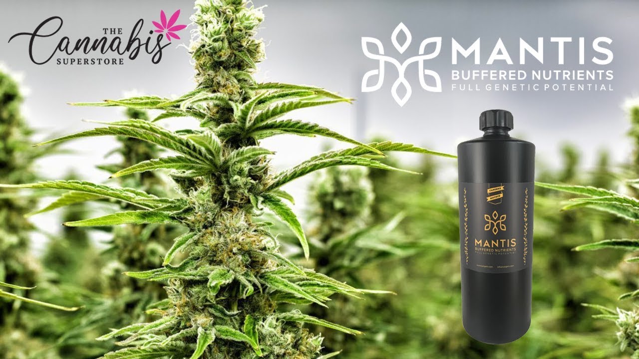 Mantis Buffered Nutrients today at the Cannabis SuperStore by CanGenX