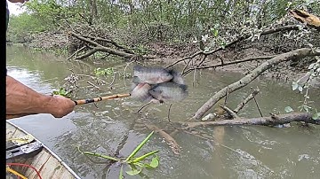 kích cá sông thủy triều hai ông cháu kiếm ăn dọc sông bắt rất nhiều cá