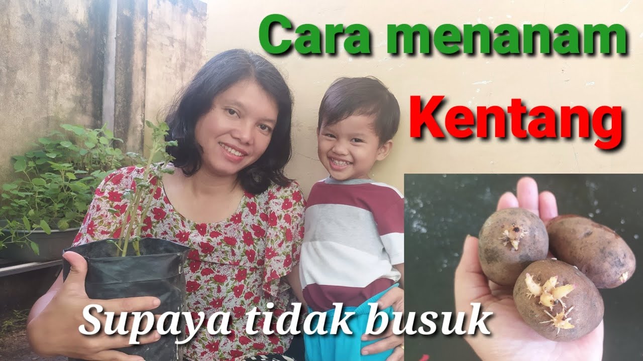 Cara menanam kentang supaya tidak busuk akar. 