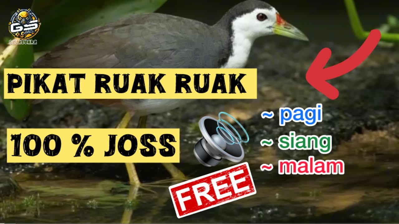 Suara ruak ruak pikat || awas‼️jangan hidupkan malam hari di hutan👻