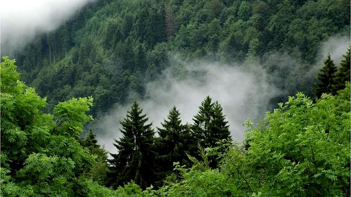 Plants to thank for recent plateau in rise of atmospheric CO2