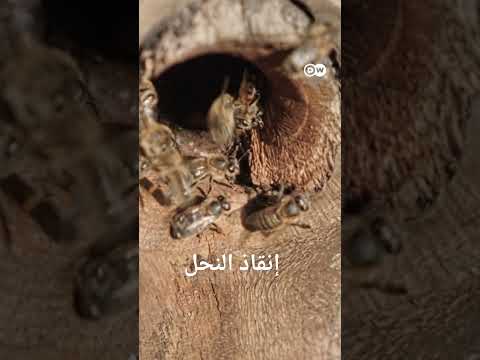 #وثائقي #shorts ما عواقب انقراض النحل على العالم؟