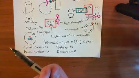 Synaptotagmin and Phosphatidylserine Part 2