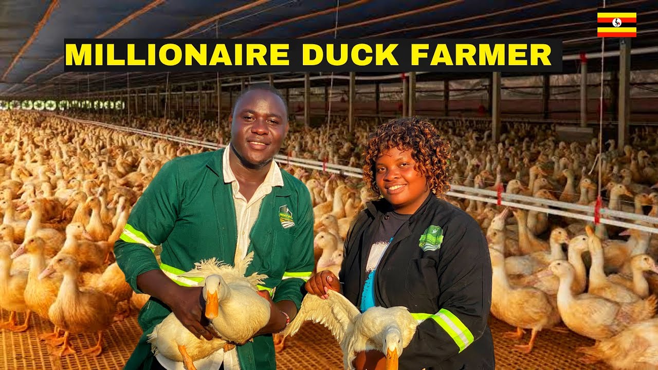 How To Run a Successful Duck Farming/From Office to Farming