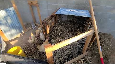 Roaches in the compost!