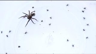 Seeing More Spiders? Here Are Tips To Get Rid Of Them