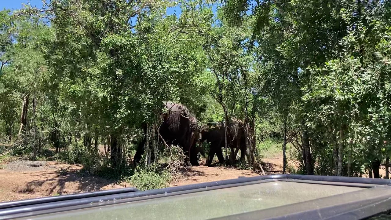 The new Thula Thula matriarch ?