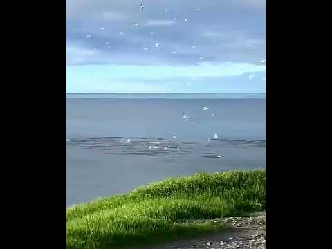 Gannets diving for fish With 6.6ft northern gannets are the largest seabirds in the North Atlantic..