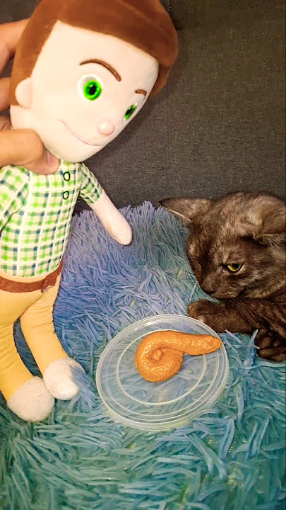 Cat is angry to dad because the dinner is poop 🤣 #sprunki #cocomelon #shorts #funny #kitten #cutecat