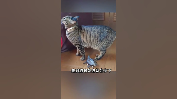 乌龟🐢骑滑板🛹和猫咪🐱玩耍#shortsshorts #shortstiktok #cutecat #turtle#funnyanimals #funnyshorts #funnycomedy