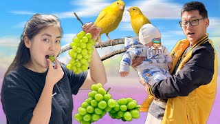 видео: Тренд ЖҮЗІМ (Шайн мускат) жедік, Баламызбен алғашқы влог картинка: Тренд ЖҮЗІМ (Шайн мускат) жедік, Баламызбен алғашқы влог