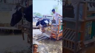 cow jumping from the car#cow #retreiver #cowjumping #eiduladha #cowdance #saari #tibba#siali #nisswa