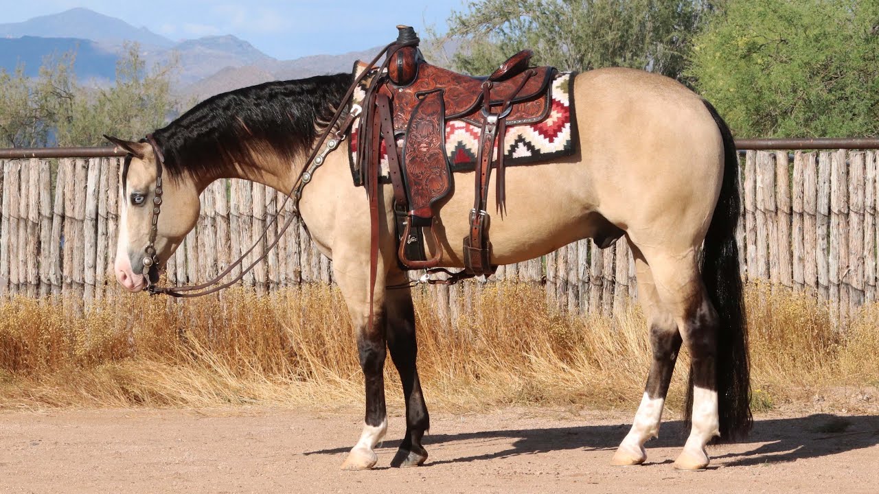 BRADY #4 League of Legends Invitational Horse Sale / Mozaun & Sarah McKibben