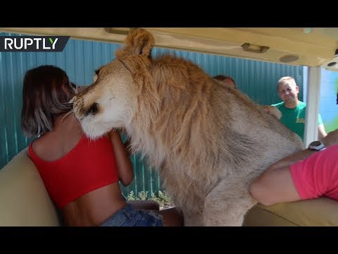 Lion jumps into open vehicle full of tourists on safari tour in Crimea's Taigan park 