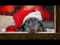 The Truth About Tropical Christmas! Cute &amp; funny dachshund dog video!