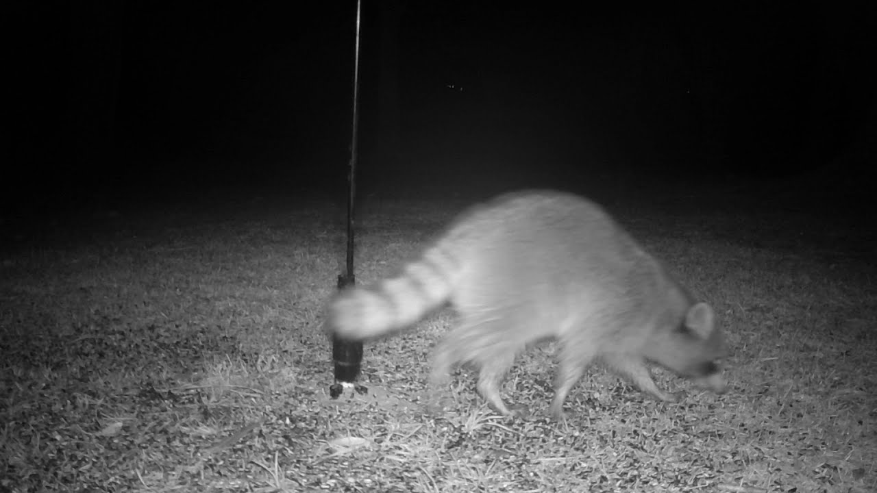 You Won't Believe What Showed Up On My Trail Cam! YouTube