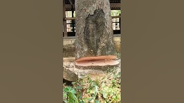 the process of cutting down a large tree using a hand sawing machine #shorts