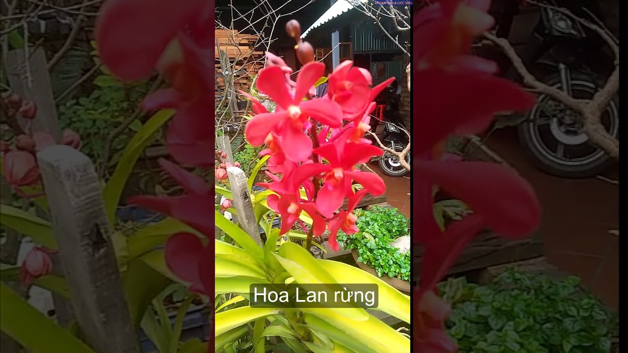 Tuyệt phẩm Hoa Cỏ Mùa Xuân. Xuân Về Ngắm Bộ Sưu Tập Hết Sức Độc Lạ Về Hoa Dại, Hoa Lạ !!!