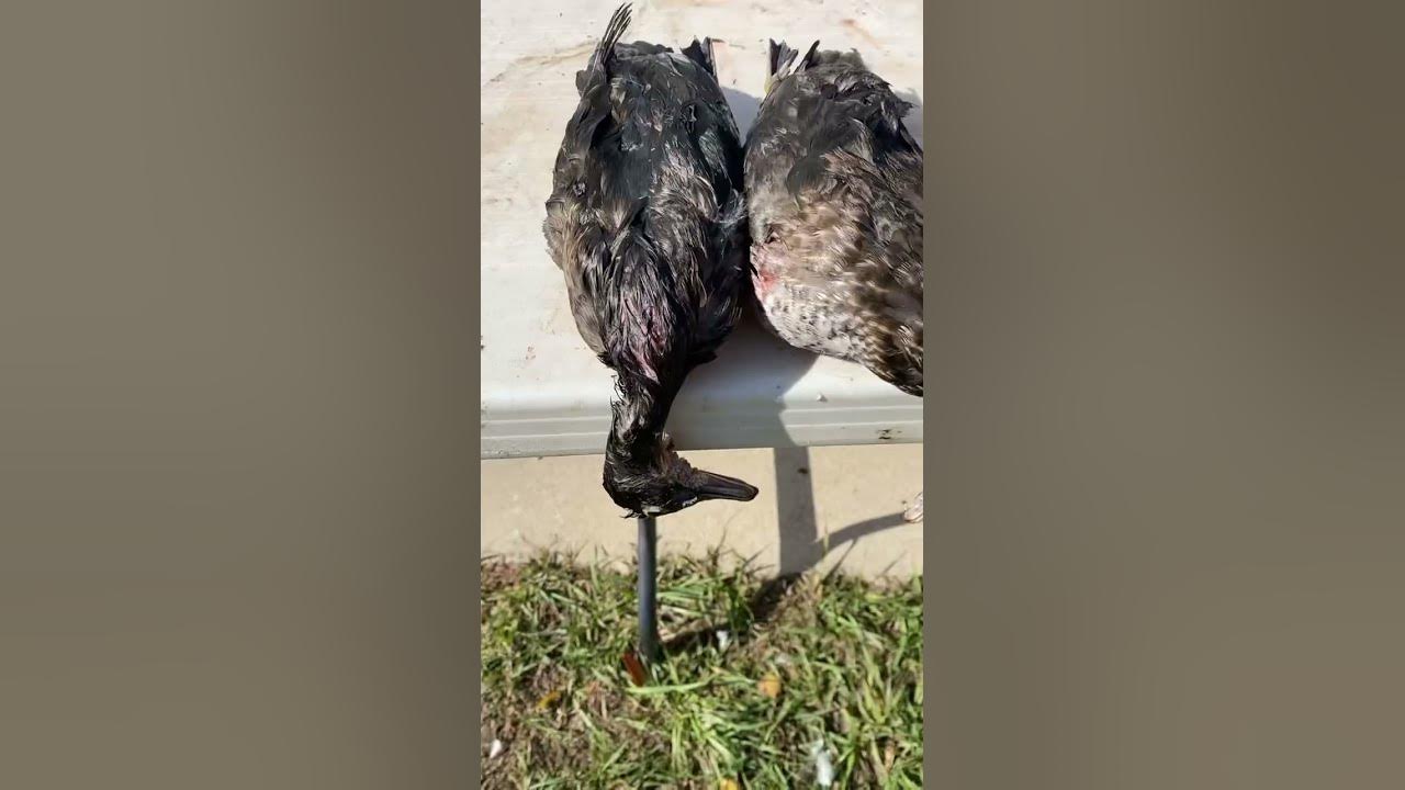 Good 2 man wood duck limit. hunting cool minnesota woodduck YouTube