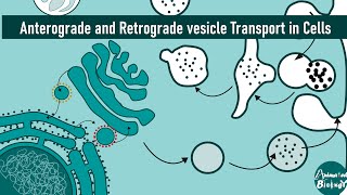 Anterograde and Retrograde vesicle Transport in Cells | Golgi–ER Pathways Explained | Cell biology