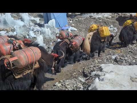 Everest Base Camp, Yaks and the general view