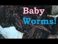 Worm bin  part 4 baby worms adding second tray new feeding method