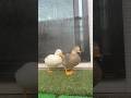 ミストシャワーが大好きなコールダック。 Our call ducks loves mist showers.
