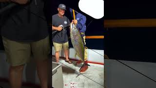 Capturing Yellowfins Down In Mag Bay